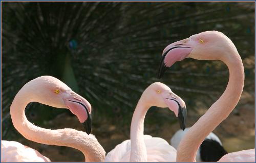 swam - hi guys here the swams are showing their love on each other...............