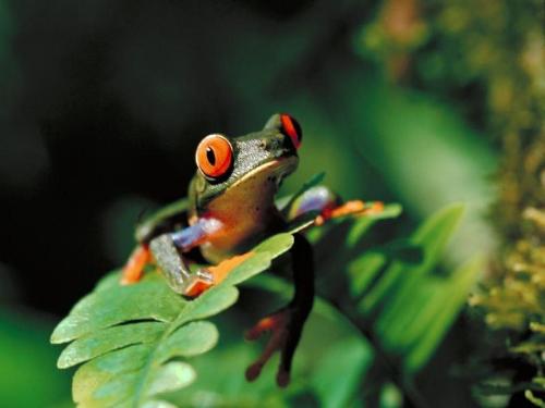 frog - hi this picture looks very different because the frog looks in rare color........................