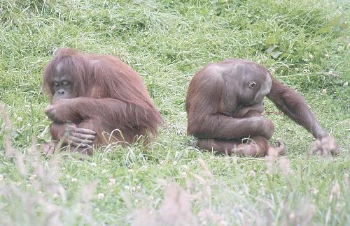 king kong - hi guys these monkey looks each other