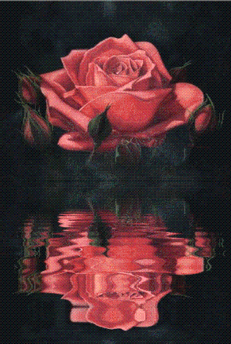 my rose - i like my rose do you