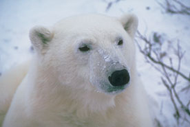 I found a polar bear - I found this little rascal roaming around so I made friends with him and brought him to visit.