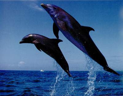 dolphins - beautiful dolphins