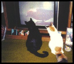 funny cats - i never saw them do that