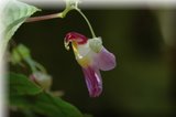 flower - bird