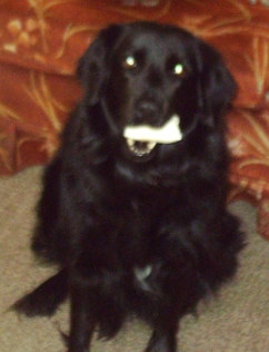 My dog and best friend - This is Shadow, she is 7 in this picture and she has had that bone since she was just 6 weeks old. She would pick it up and her little butt would lift right off the floor.