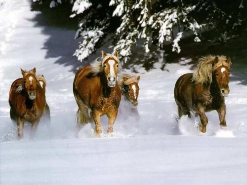 horses - its a view of horses racing towards the camera say cheeseeeeee