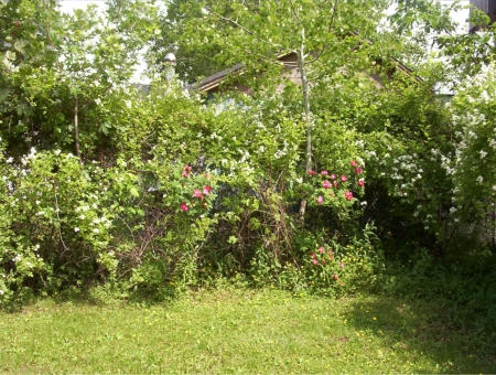 Gotta love our backyard - We bought our new house in 2005 and we are just so happy with it. When we bought it the owners had cut down all the flowers so we didn't know until summer of 2006 how beautiful our property really is.