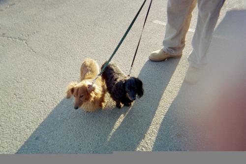 Dachsies on a Road Trip - Rusty and Little Nero taking a road trip across the United States. They are dachsies on the go!