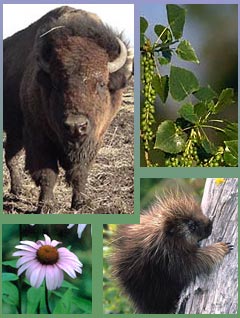 Plants or animals - Who deserves extra attention????Plants or animals????