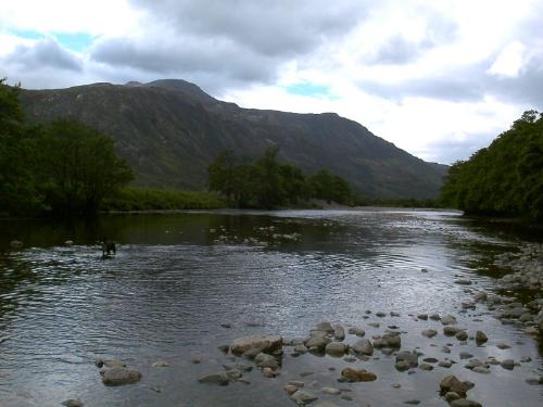 dog in the river - a very nice pic showing a dog in the middle of river