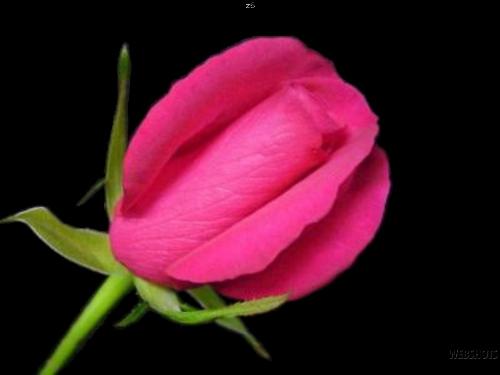 Rosebud - Rosebud