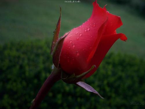 Red Rosebud - Red Rosebud