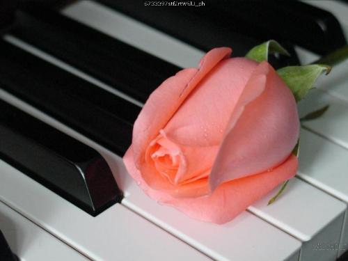 Pink Rosebud With Music - Pink Rosebud With Music