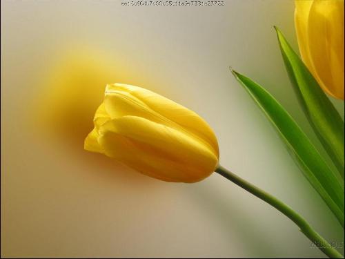 Yellow Tulip - Yellow Tulip