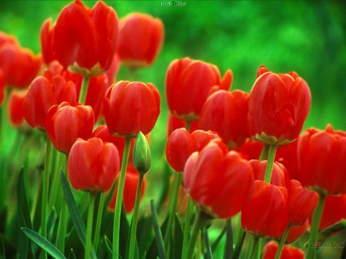 Red Tulips - Red Tulips