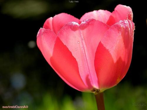 Pink Tulip - Pink Tulip
