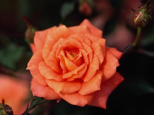 nature - symbol of love, rose
