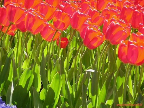 Orange Pink Tulips - Orange Pink Tulips