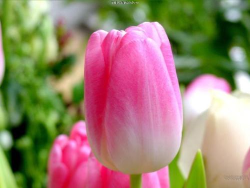 Pink & White,Tulip - Pink & White,Tulip