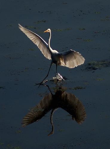 an egret sun basking - an egret at deepor beel,assam,india