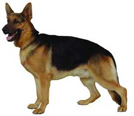 German Shepherd - german shepherd is teh best dog of the world.  Force, Agility, Tranquility, Inteligence, etc.