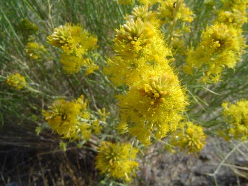 Trip To Yosemite - Wild flowers.