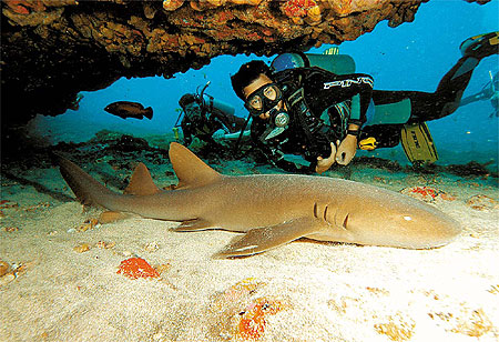 Fernando de Noronha - O Arquipélago de Fernando de Noronha, com seu rico ecossistema e uma beleza natural estonteante, sempre despertou a atenção de povos de todas as partes do planeta, interessados em conhecer de perto esse verdadeiro oásis, que parece perdido em meio à imensidão azul.  The Archipelago of Fernando De Noronha, with its rich ecosystem and a estonteante natural beauty, always despertou the attention of peoples of all the parts of the planet, interested in knowing of close this true oasis, that seems lost in way to the blue imensidão.