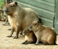 Capybara mom! - Giant rat with a gentle nature. This animal can reach speeds of up to 40 miles an hour when frightened. Capybara mom! - Giant rat with a gentle nature. This animal can reach speeds of up to 40 miles an hour when frightened.