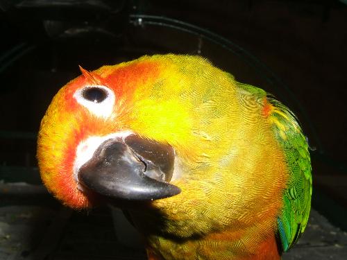Sun Conure - This is a picture of our pet sun conure.  Isn't he gorgeous??