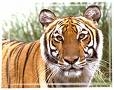 Animal - Tiger is my national animal.