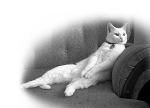 My Mom Loves Cats - My Mom Loves Cats