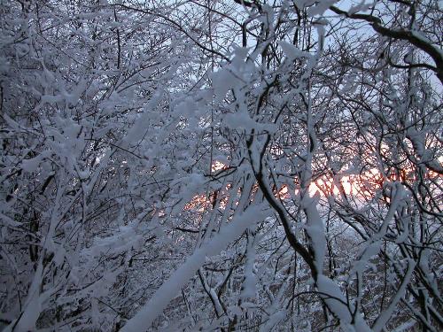nature - nature
