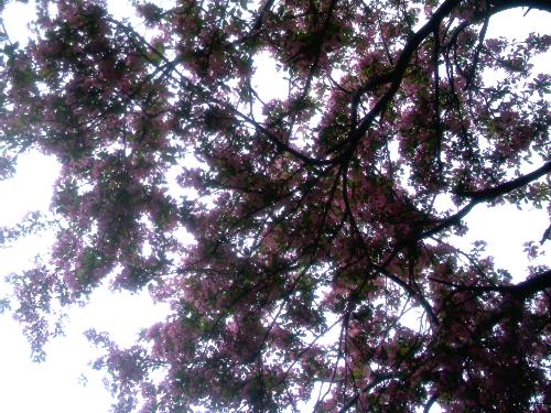 Branches And Sky - branches and sky