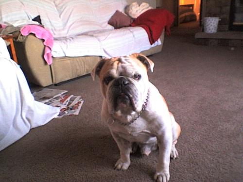 English Bulldog - my English Bulldog