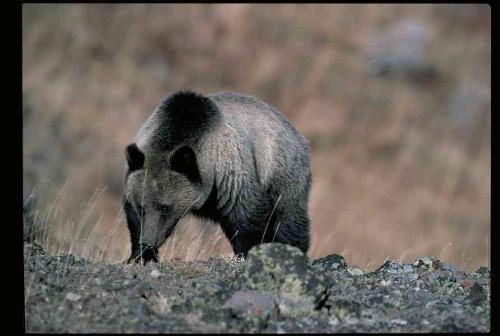 Grizzly Bear - Grizzly Bear
