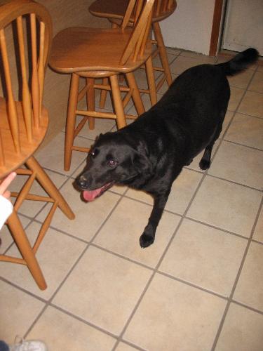 dog - dog