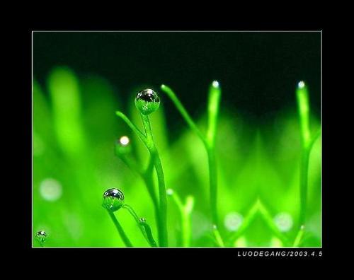 jade-green color - How full of vitality it is !