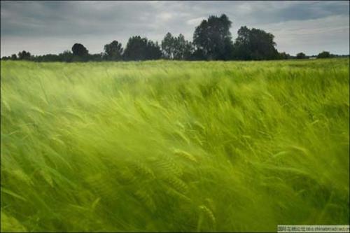 the field of wheat - It makes me miss my hometown . I want to sleep on it !