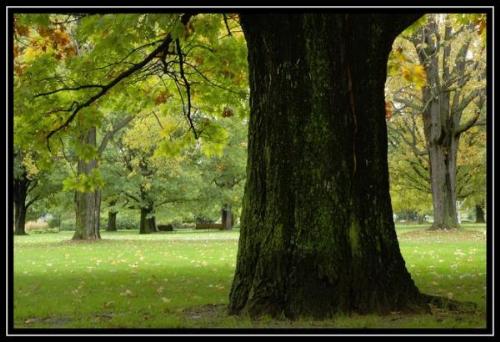 forest - If I can read under a big tree like this , how happy it will be !