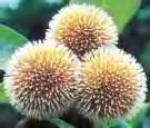 Flower - Kadam Flower bloom at Rainy season in our country
