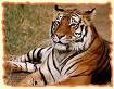 india - indian tiger