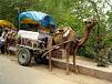 India - A camel Ride is a must in Rajasthan