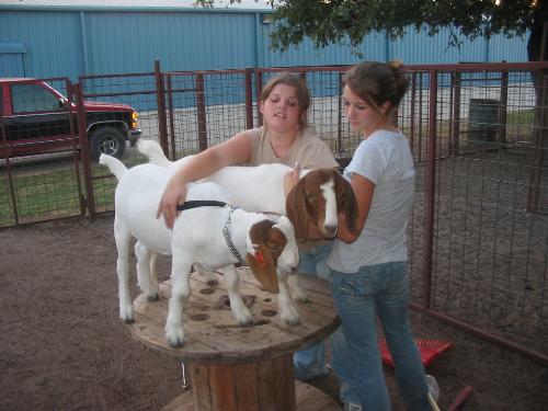 my kids - my beautiful daughters and their goats