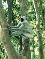 India - Great indian wildlife