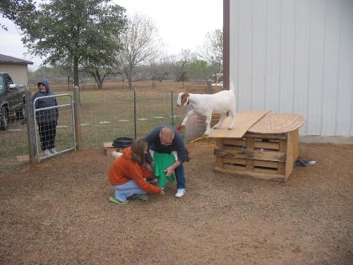 #$@*&% - my dad trying to help my daughter dress the goat for winter