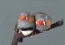 2 finches - 2 male zebra finches