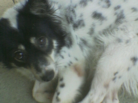 misty our dog - this is a picture of our family's little dog.. the most smelly dog you can ever imagine.. :D