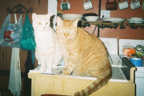 cats - 2 cats sitting