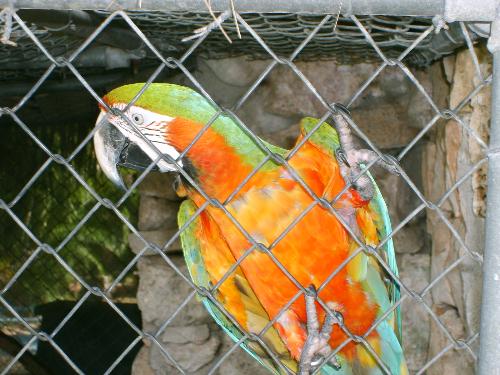 Parrot - Bayahibe Dic. 2006