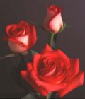 red rose - red rose